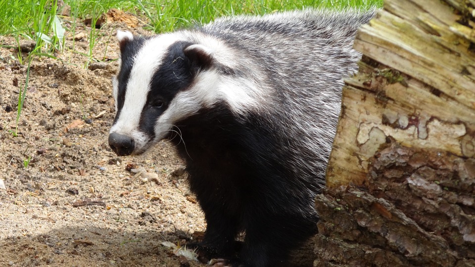 Vorsicht vor Wildwechsel