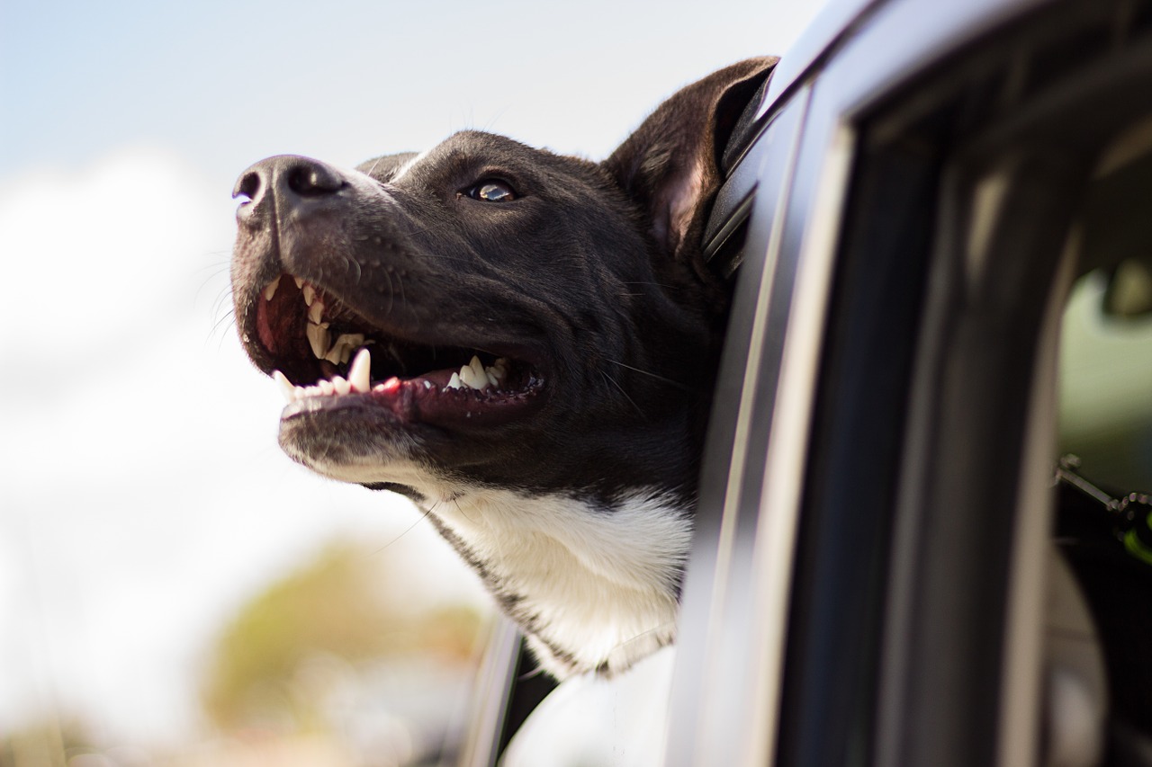Unfall wegen Hund