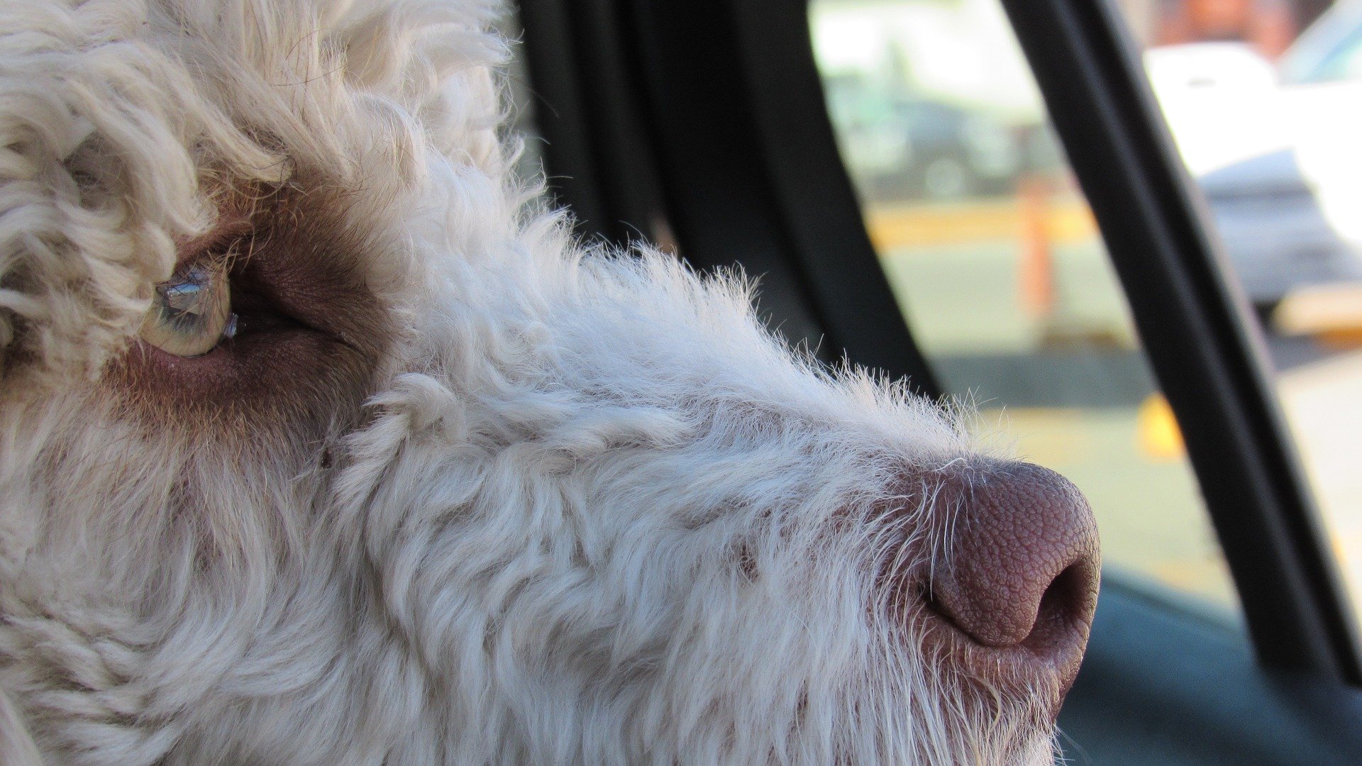 Hunde aus Wohnmobil gerettet