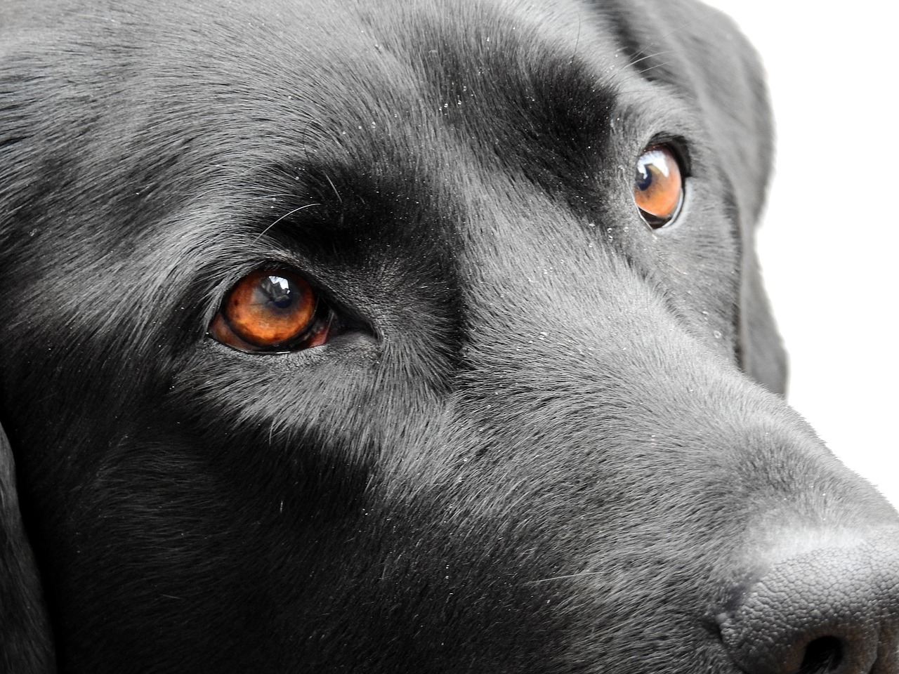 Familie aus Lückenrieth sucht ihren Jagdhund