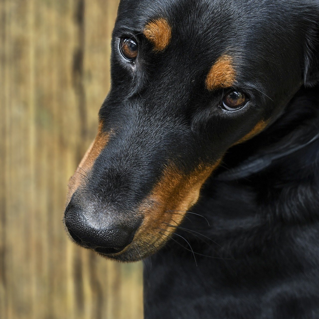 Streit unter Hundebesitzern eskaliert
