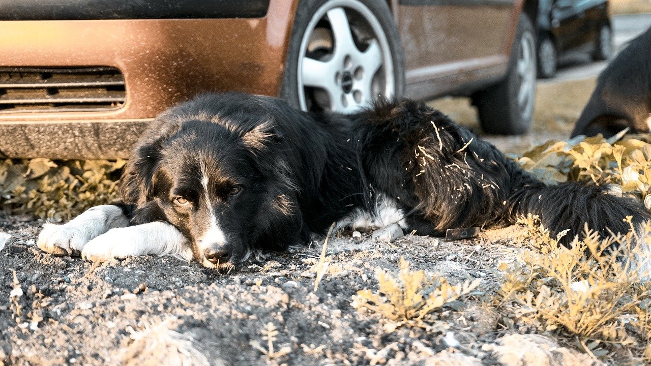 Hund von Pkw erfasst