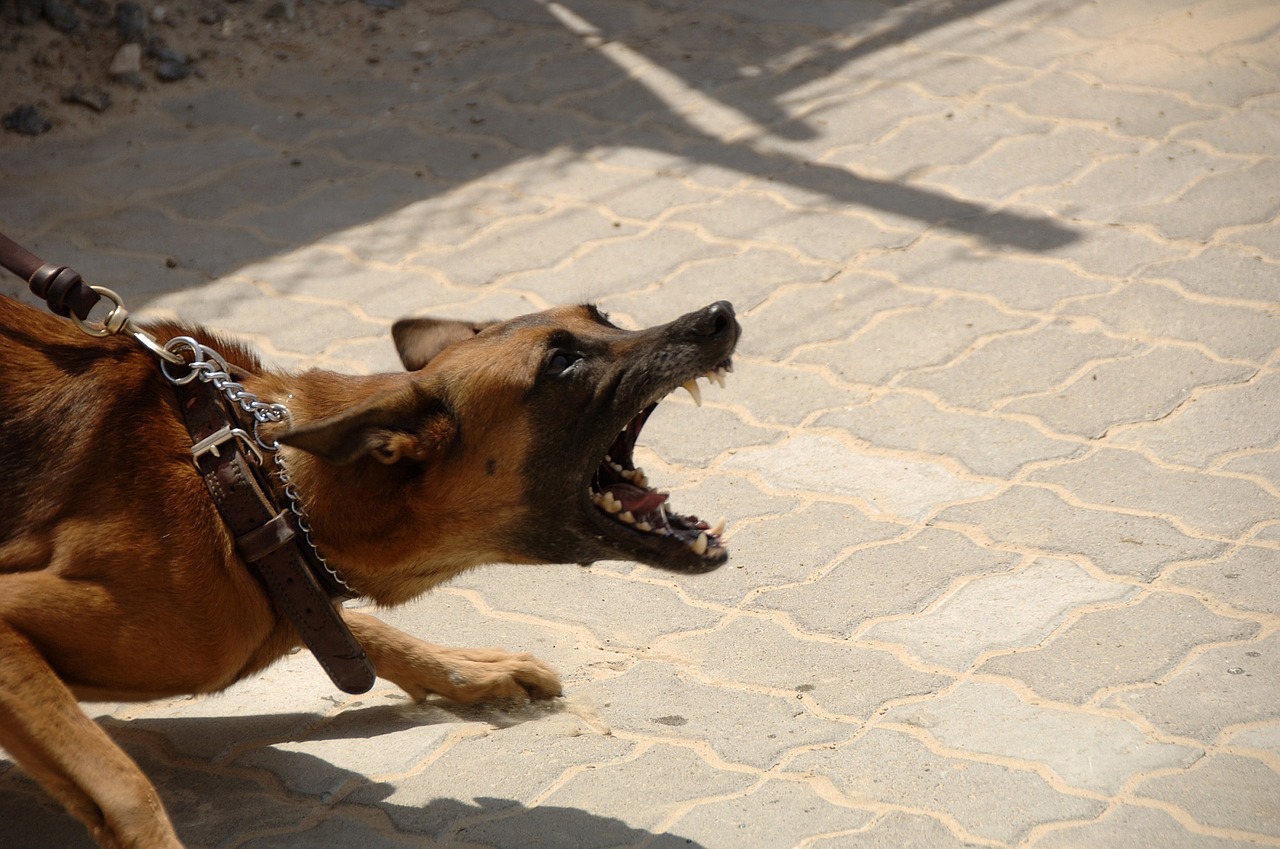 Hund greift an: Tier schwer, Halter leicht verletzt