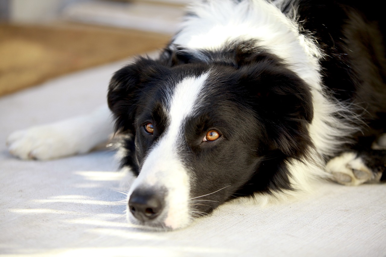 Verletzter Hund gesucht