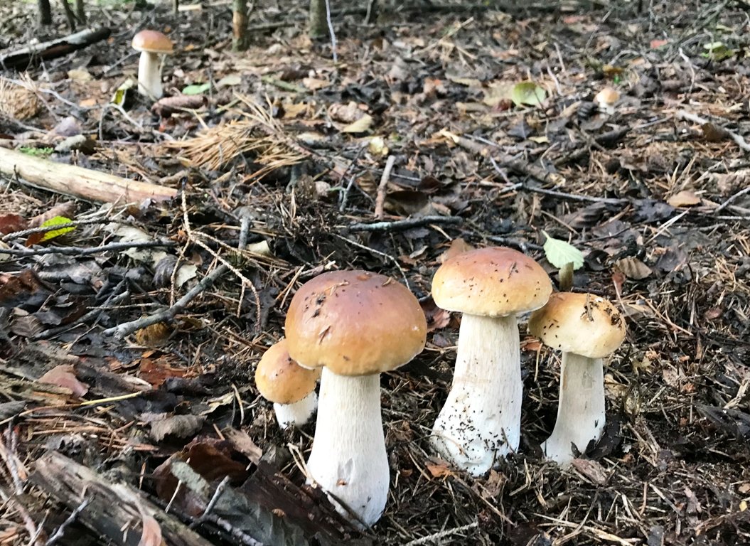 Schwammerlsaison hat begonnen