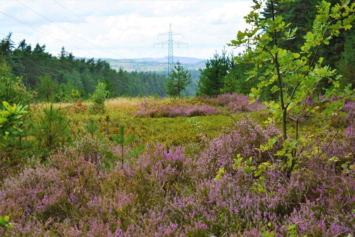 Die Heide blüht – auch in Grafenwöhr