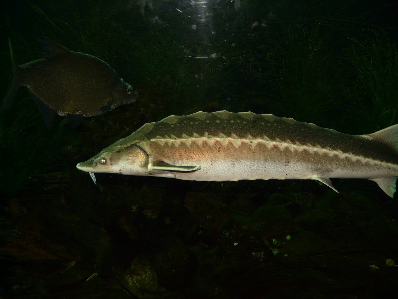 Nur mit Ausrüstung möglich: Diebe stehlen 100 Fische aus Weiher