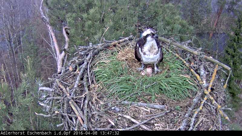 Ein Blick ins „Adlers“ Kinderzimmer: Adler-Cam in Eschenbach