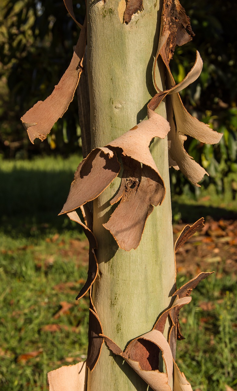 Ginkgo-Baum in Fuchsmühl umgeknickt