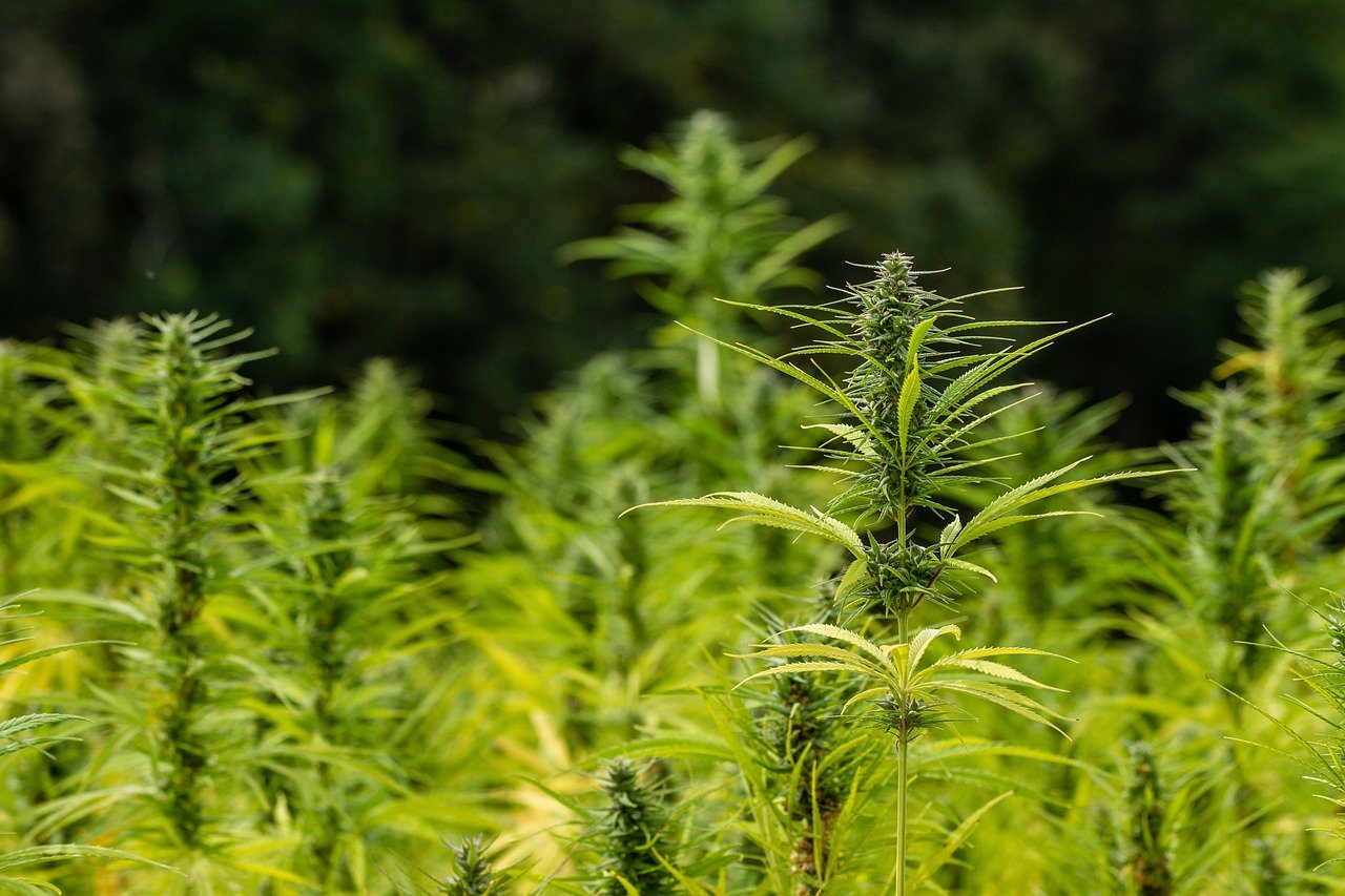 Hanfplantage in Ilsenbach?