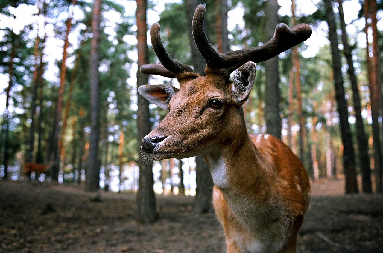 Hirsch verursacht 10.000 Euro Schaden
