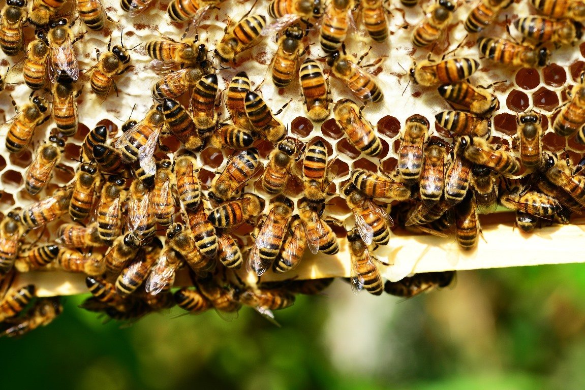 „Rettet die Bienen!“ – jetzt zählt’s!