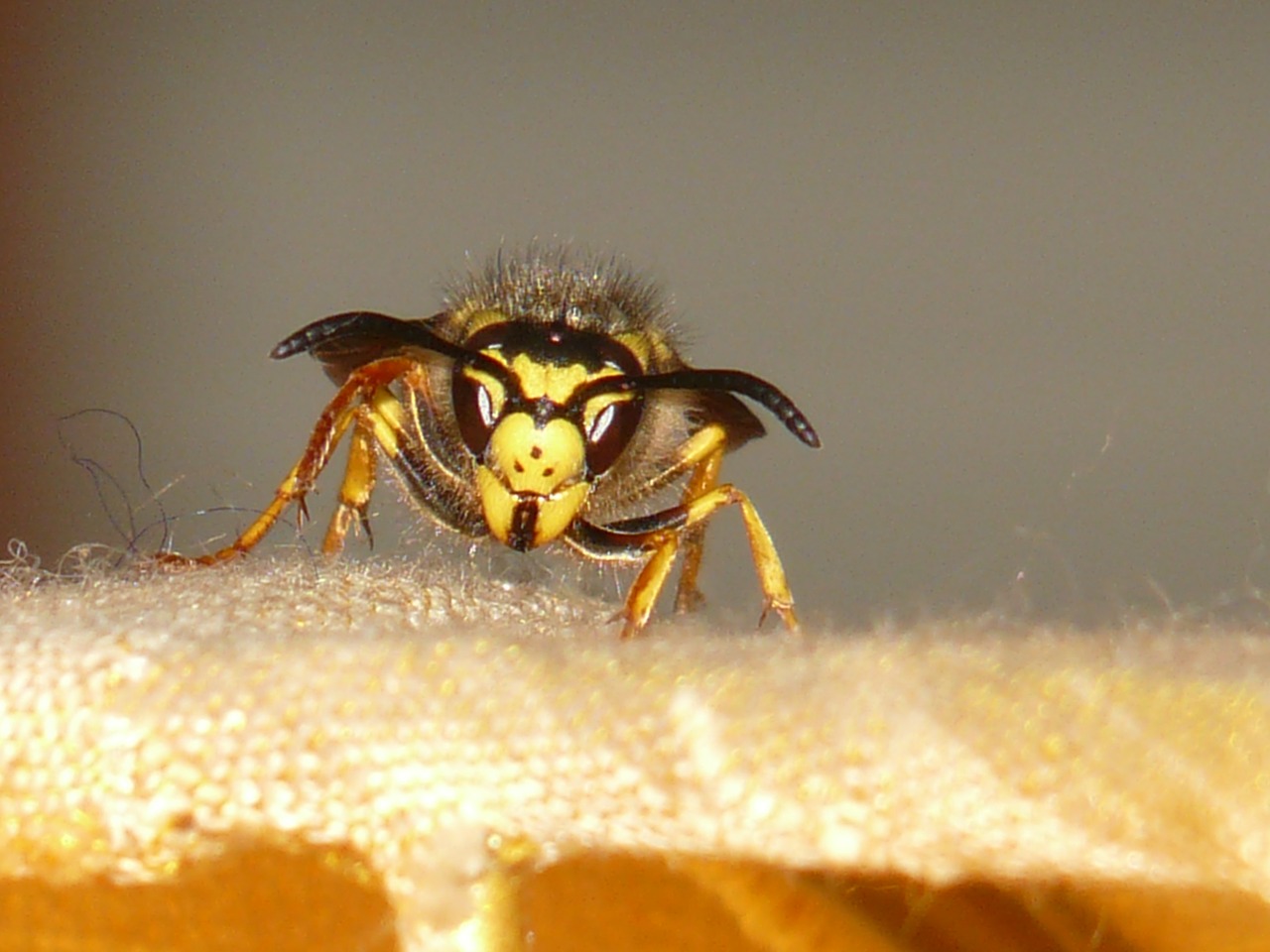 Keine Angst vor Hornissen und Wespen
