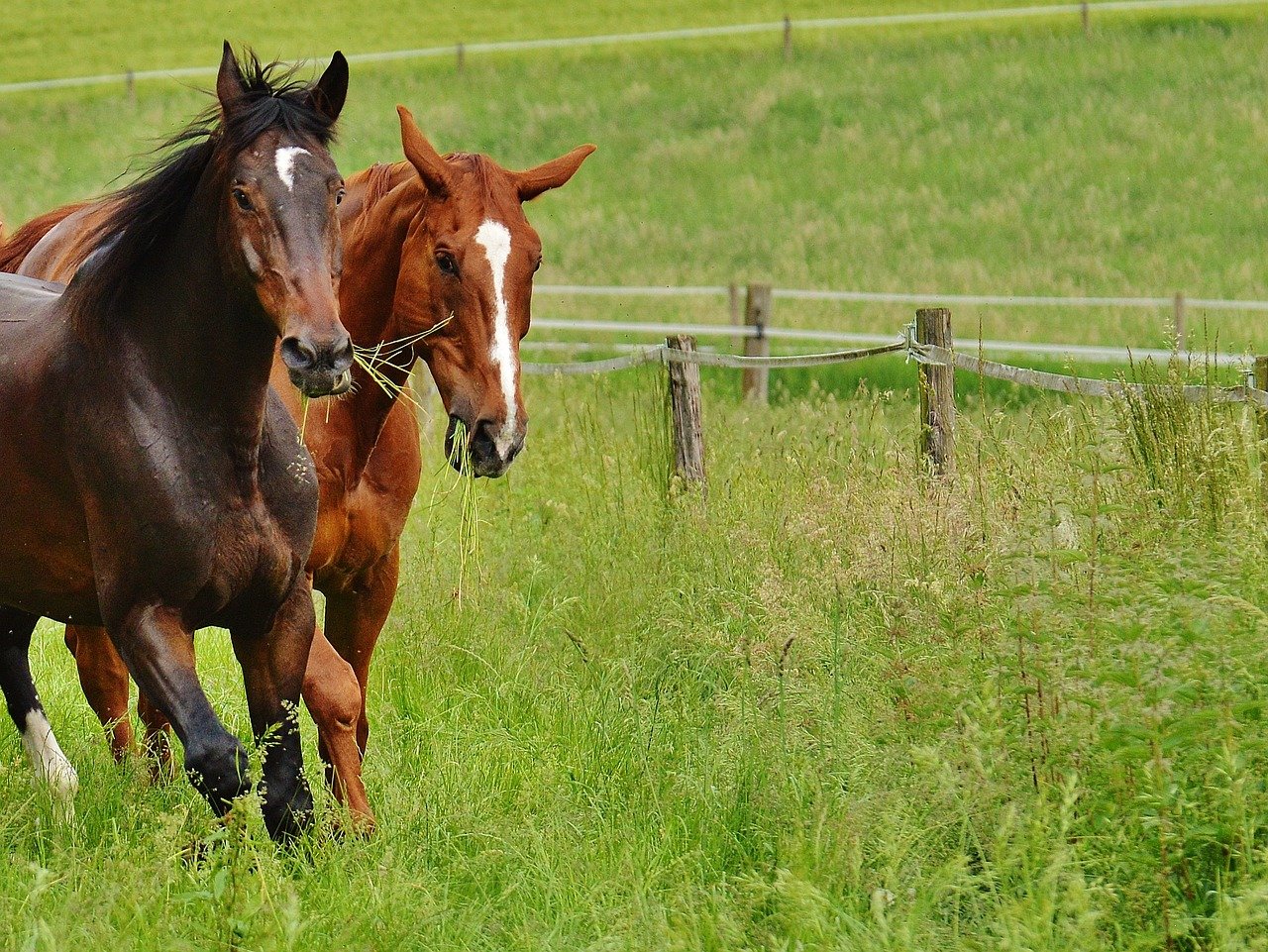 Instagram-Star Nero kommt auf die Katschmandu-Ranch
