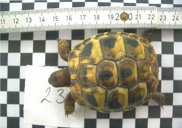 Im Karton vor der Tür: Schildkröte wieder aufgetaucht