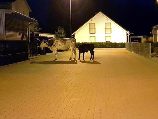 Wilder Westen in Weiden: Polizei auf Kuhjagd