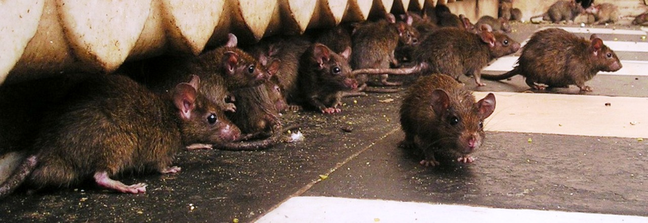 Weiden kämpft gegen Ratten