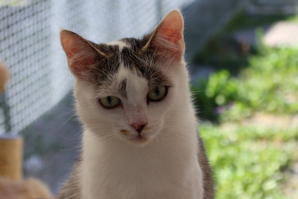 Von Auto angefahren: Katze kämpft ums Überleben