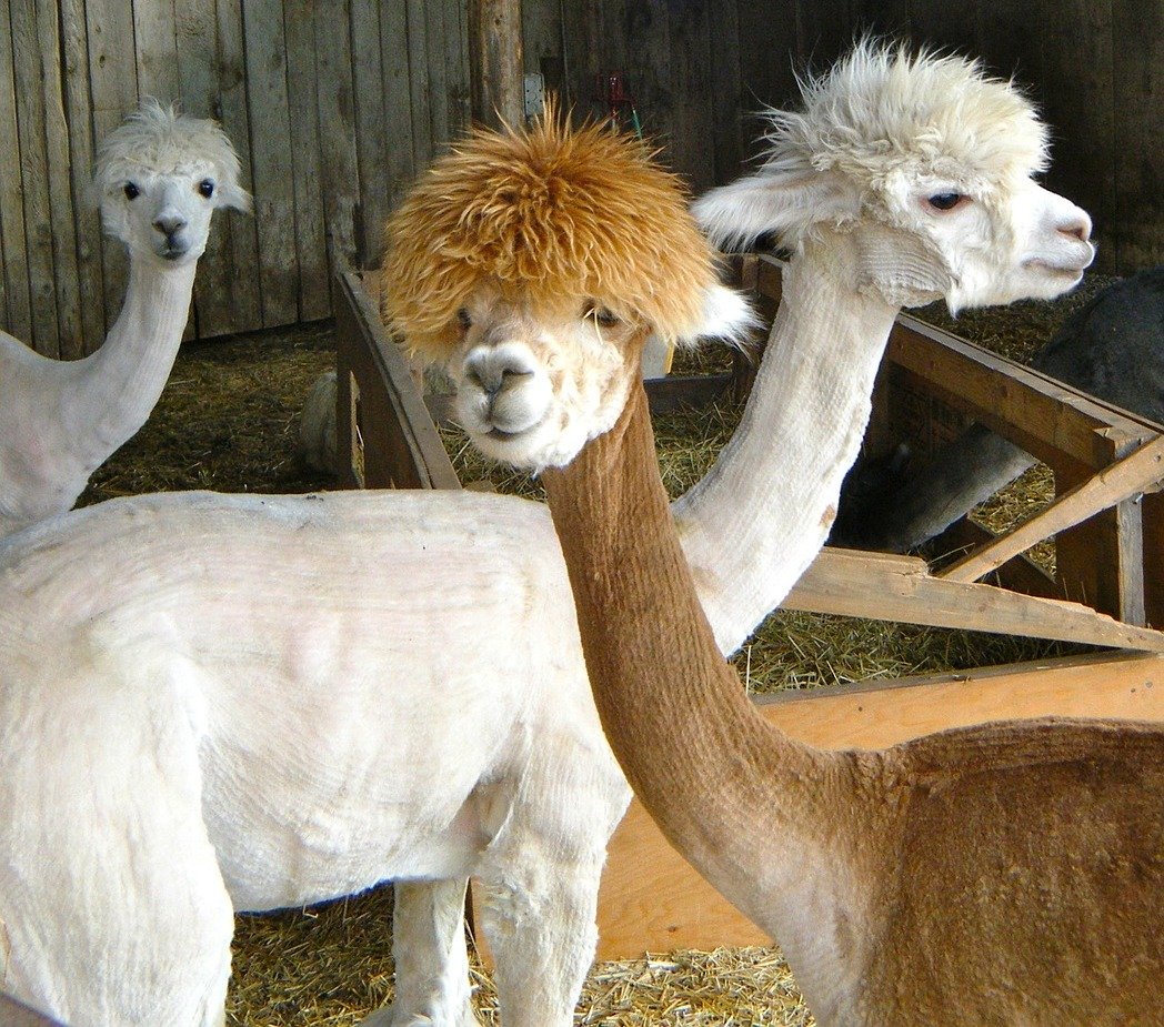 Vohenstraußer Polizei in besonderer Mission: Lamas entwischt