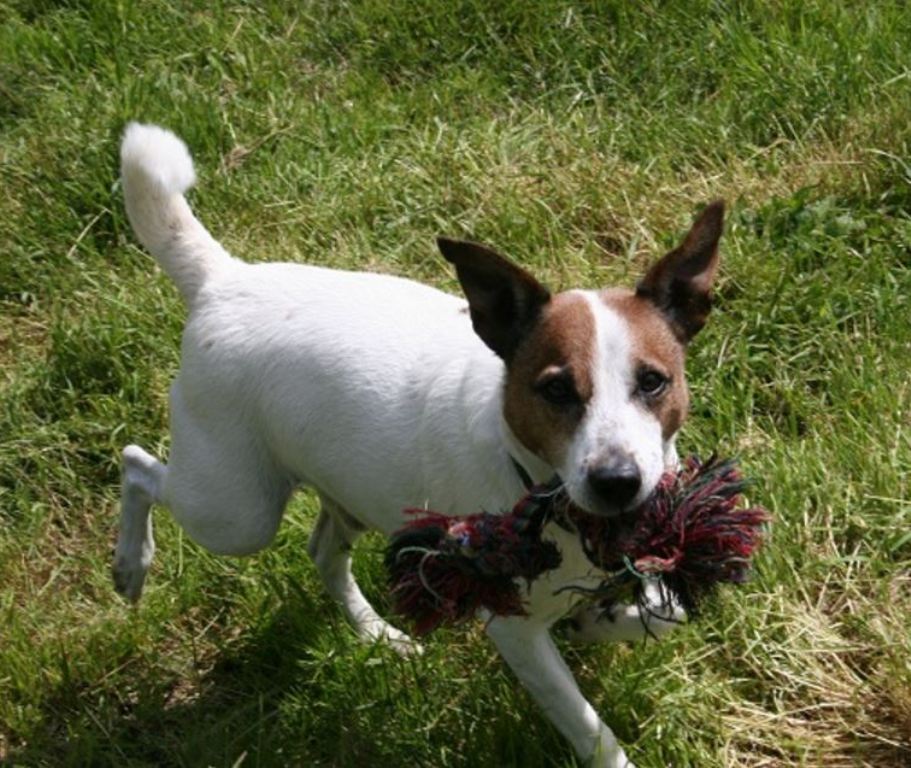 Lucky sucht neuen Besitzer
