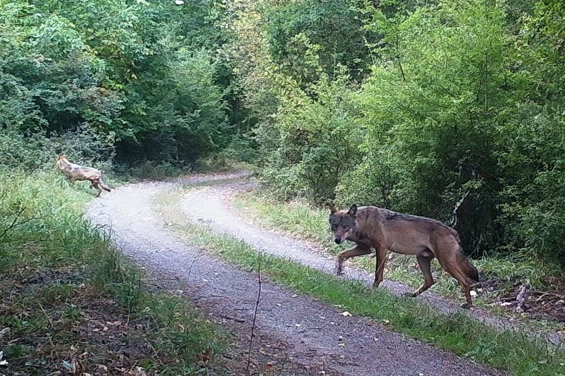Die Wölfe sind zurück