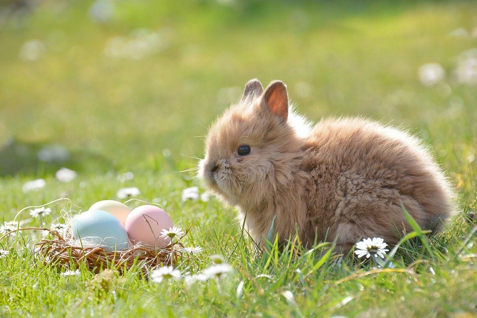 Gewinner stehen fest: Das sind die schönsten Osterhasen der Nordoberpfalz!