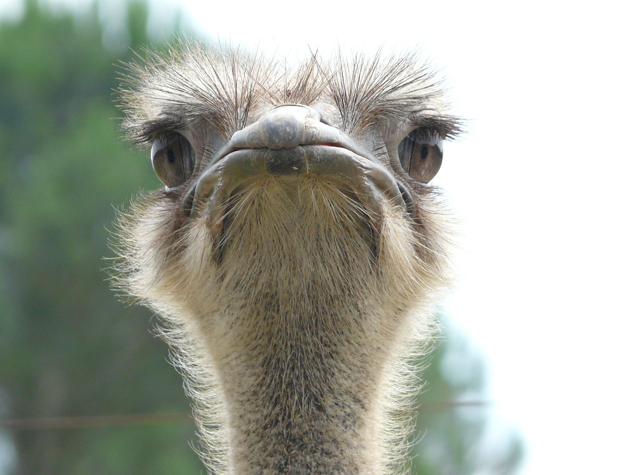 Tierquäler in Waldsassen unterwegs