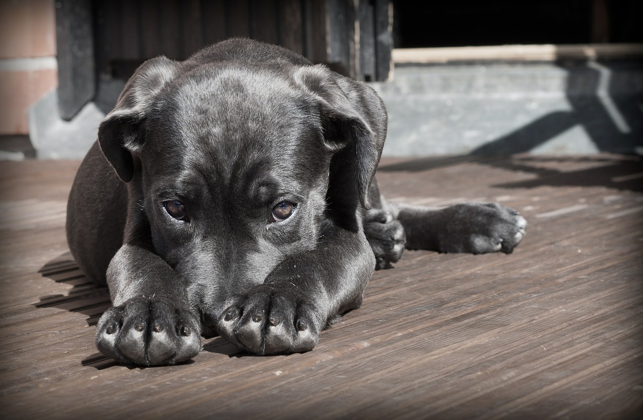 Tote Hunde in Drainage-Sammelschacht