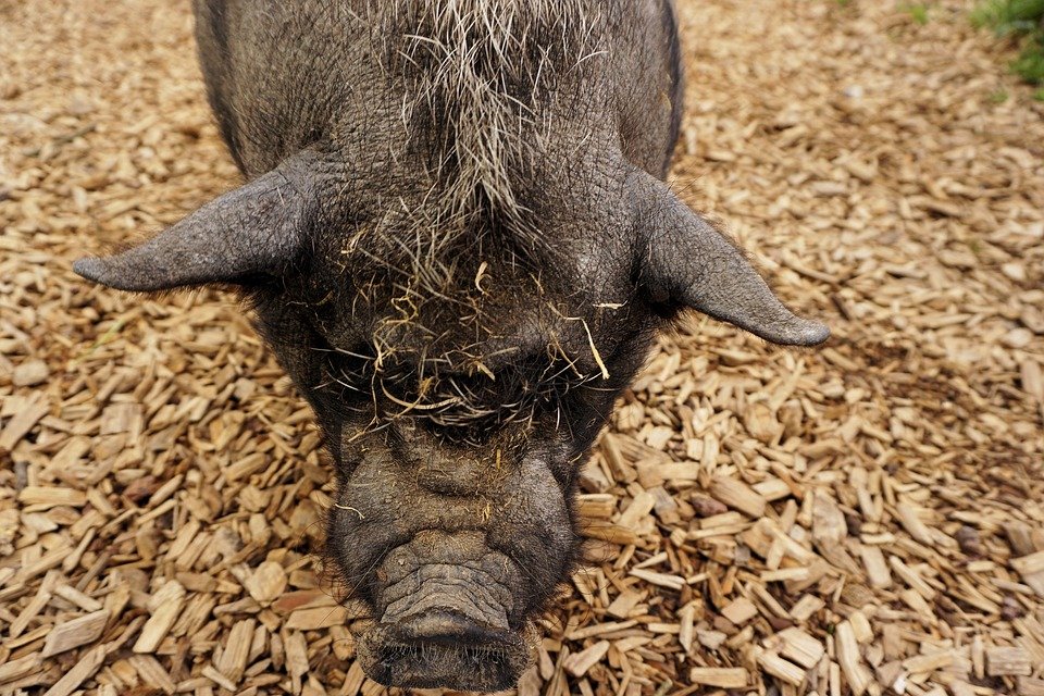 Hängebauchschwein Edgar treibts bunt in Flossenbürg – Rettung naht