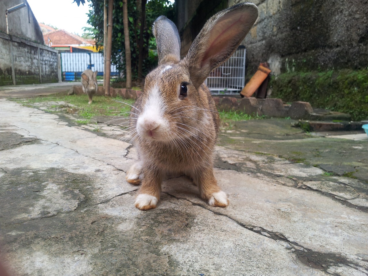 Hase geköpft