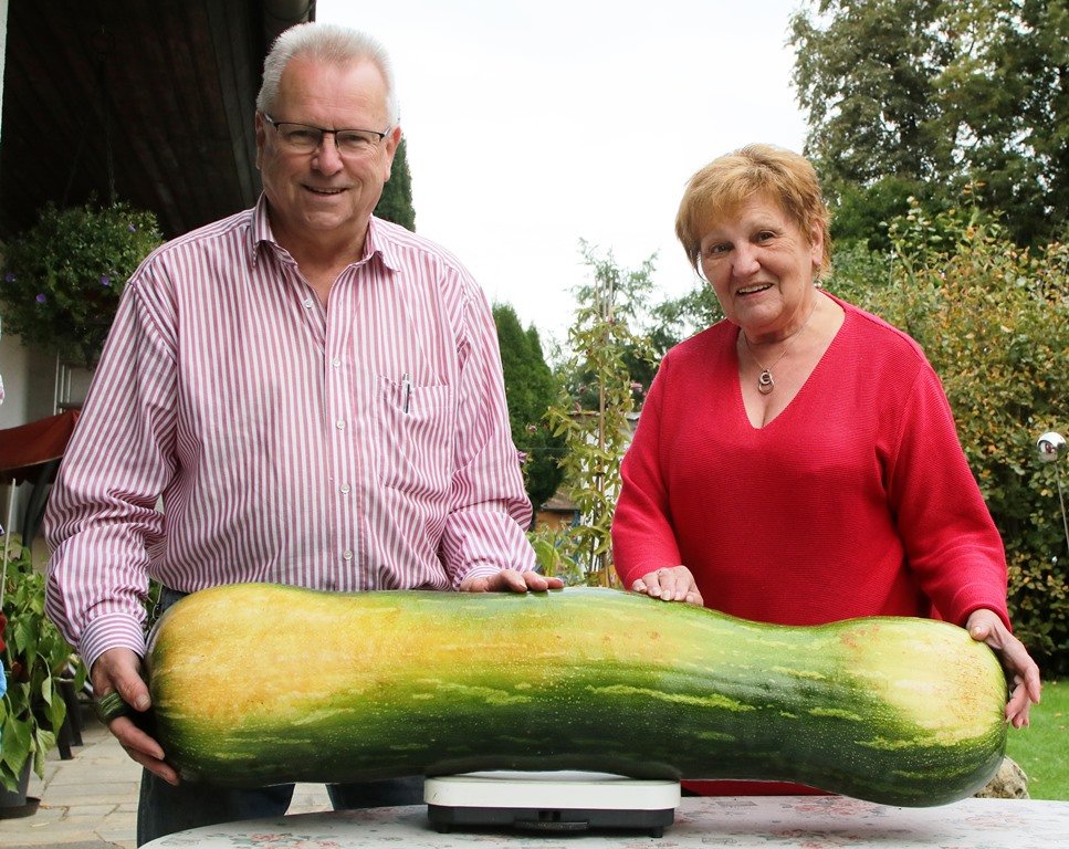 34 Kilogramm schwer: Flosser ernten Riesen-Zucchini