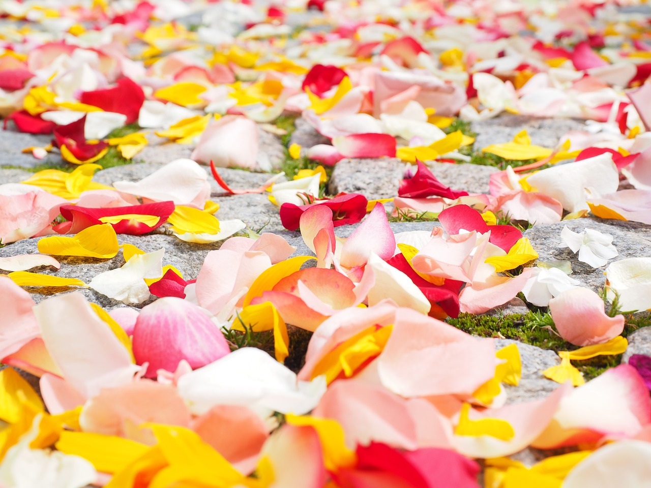 Lasst Blumen sprechen: Tag gegen Rassismus 2017