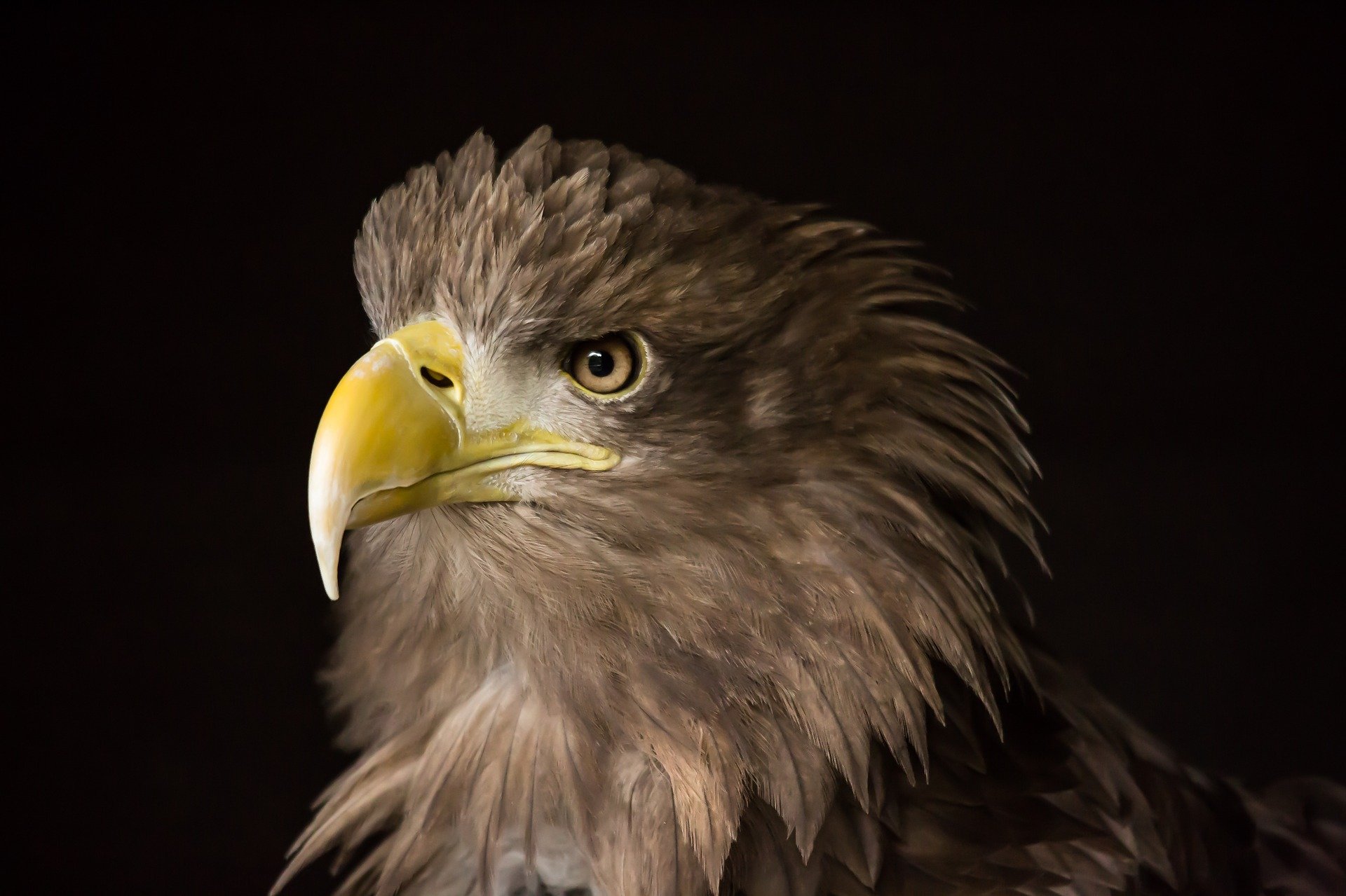Verletzter Seeadler: Polizei ermittelt