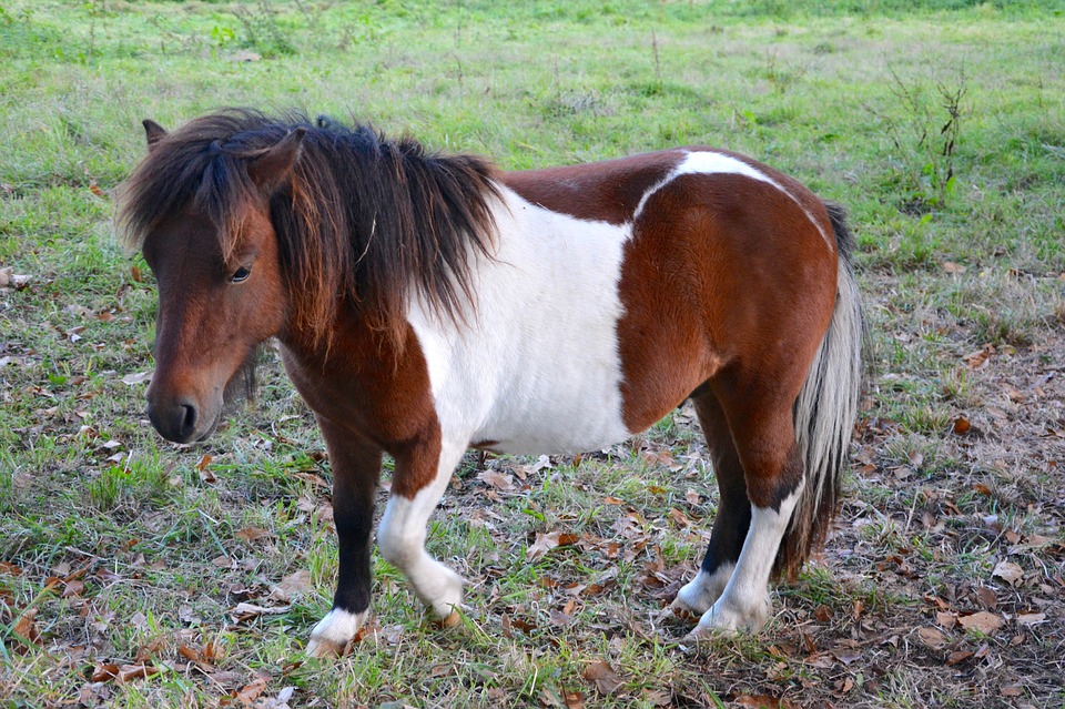 Pony übernachtet im Innenhof der Polizeistation