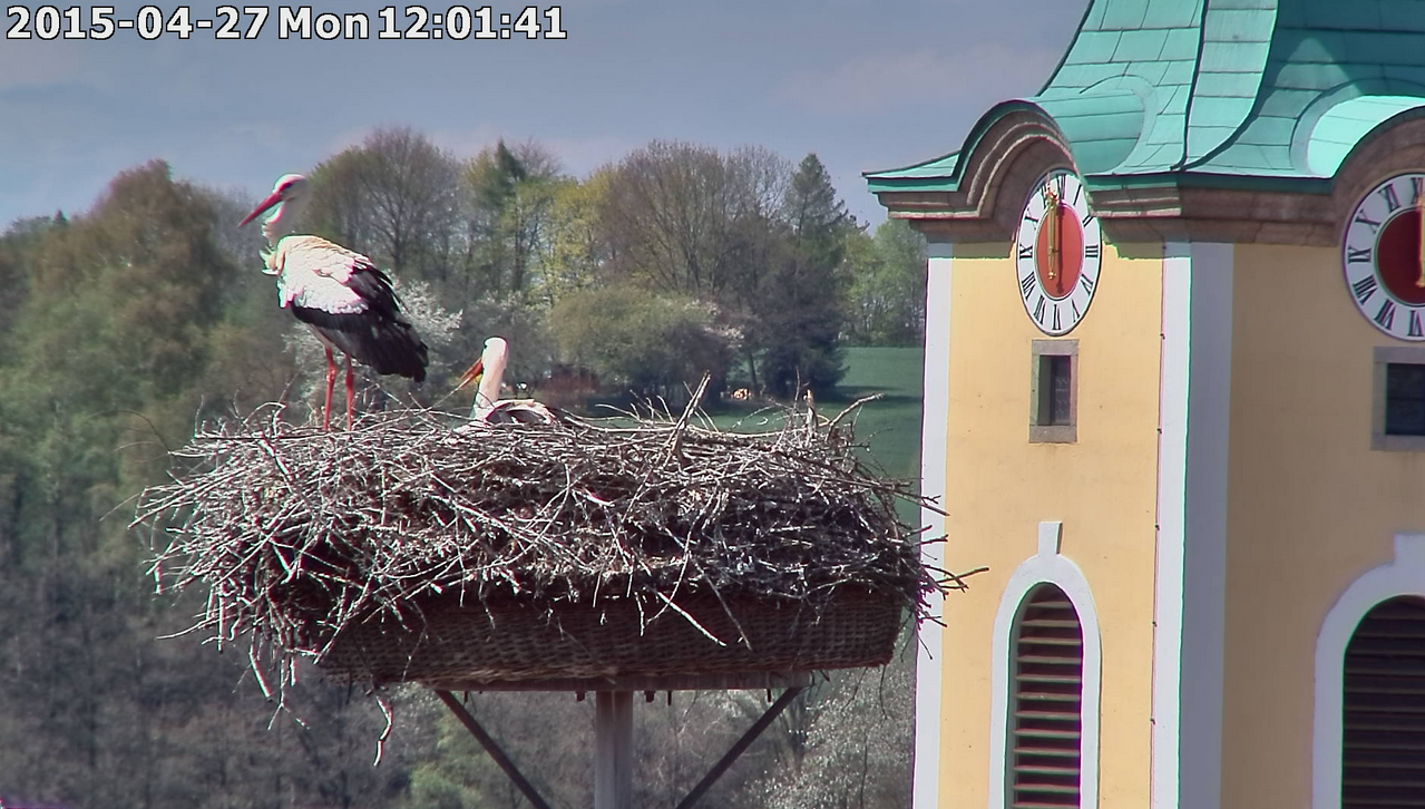 Neue StorchCam: Wann schlüpfen die Jungen?
