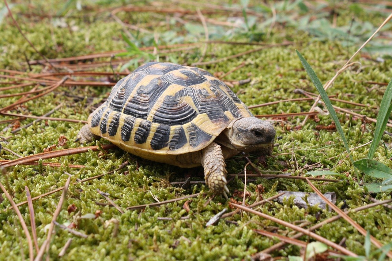 Unbekannter stiehlt 23 Schildkröten