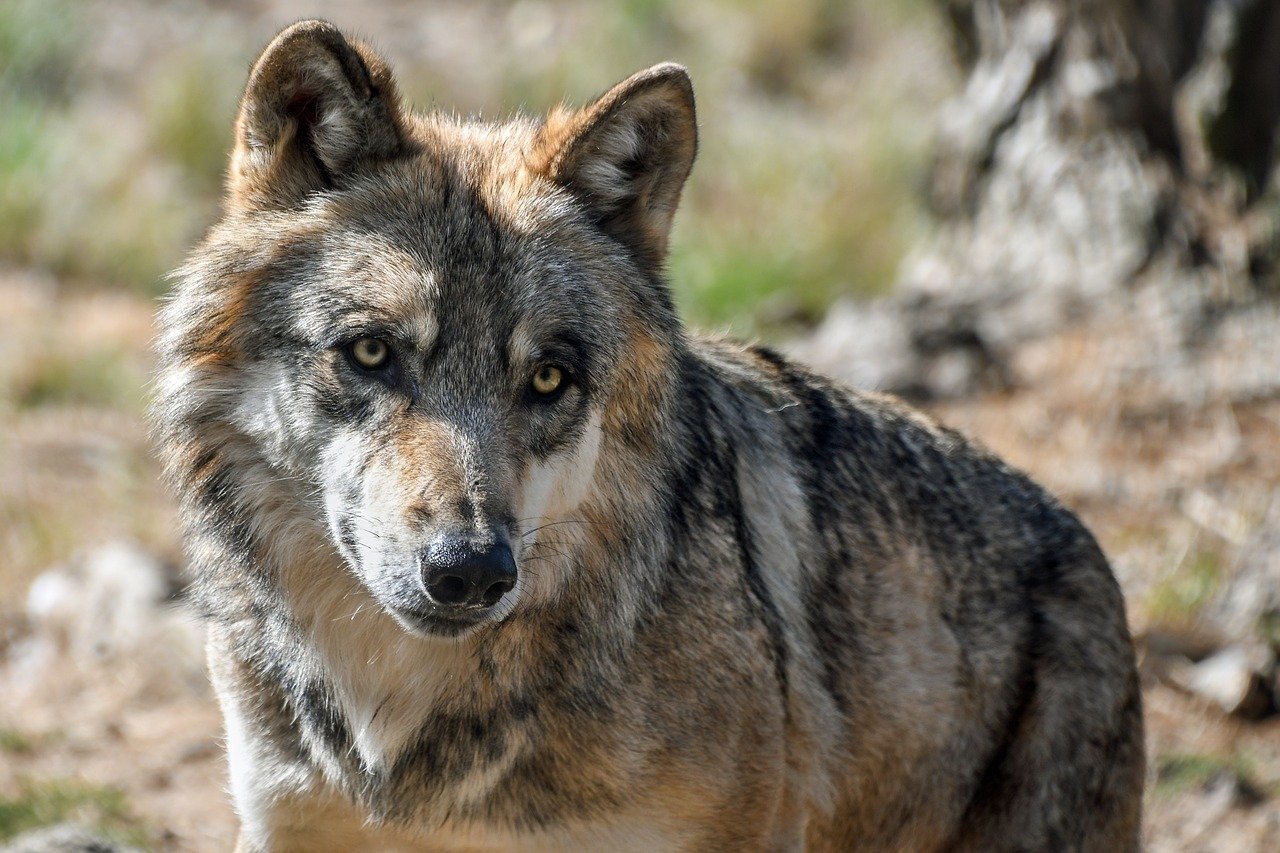 Der Wolf in der Nordoberpfalz: Gefahr oder Panikmache?