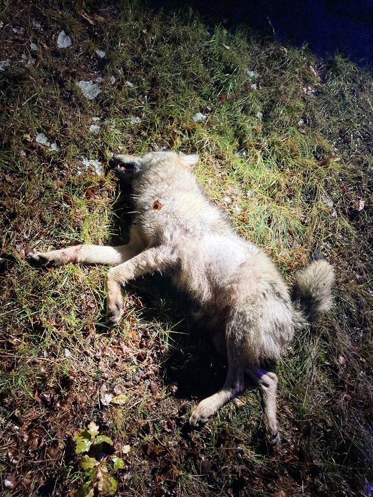40-Kilo-Wolf stößt auf B470 mit Auto zusammen