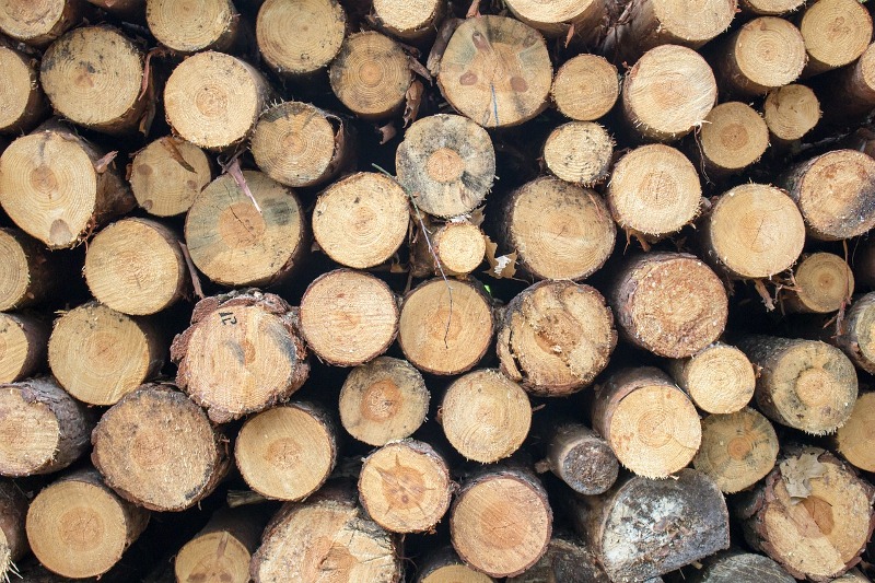 Holzdiebe unterwegs
