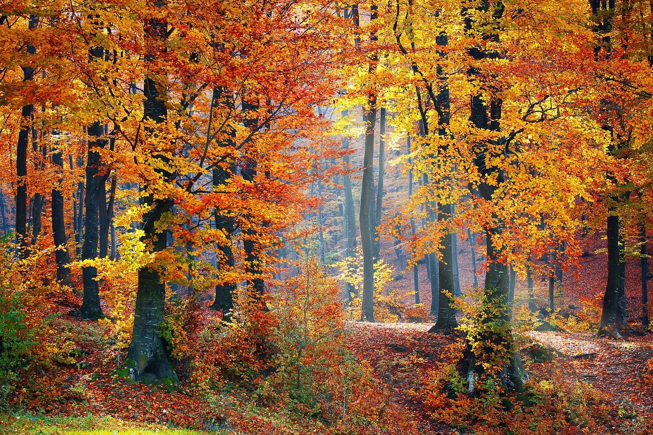 Oberpfälzer Naturschützer für Walderhaltung in Weiden