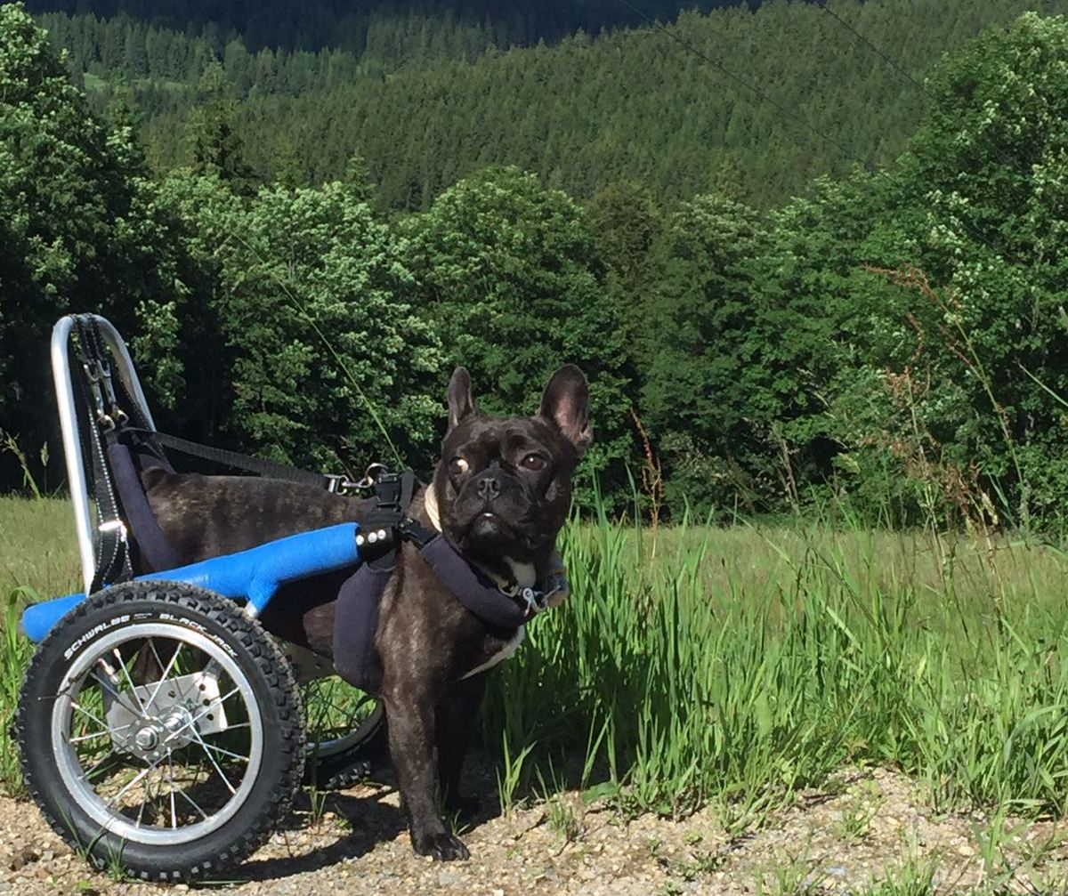 43 Oberpfälzer Hunde zum Verlieben