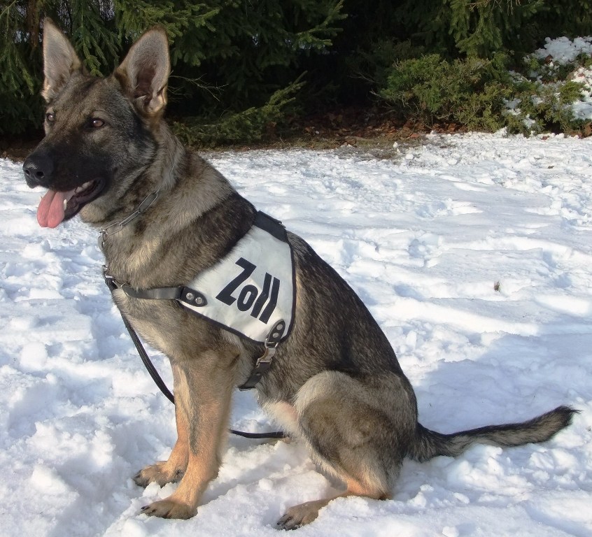 Rauschgiftspürhund findet jedes Versteck: Drogenschmuggler gefasst