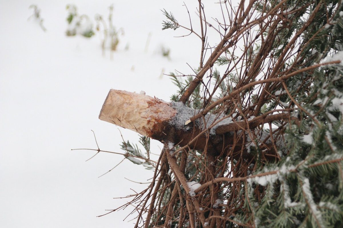 Neustadt/WN: Jugendgremium sammelt Christbäume ein
