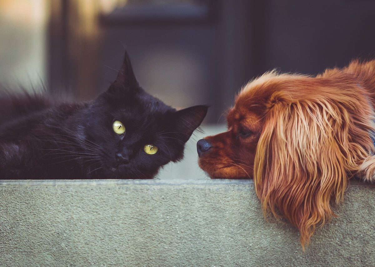 [Sonntagsfrage] Team Hund oder Katze?