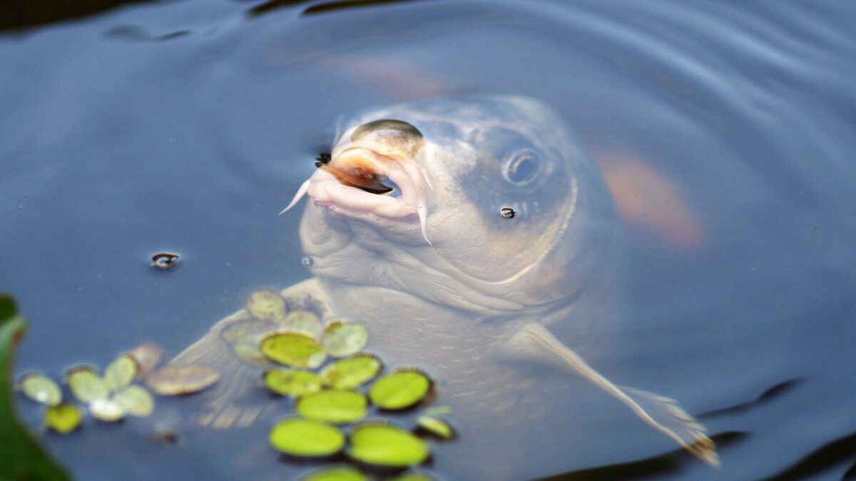 Karpfen und Co: Heimische Fische hautnah erleben