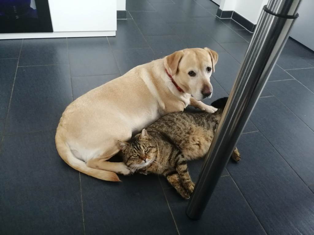 Hund oder Katze: Wer hat die Schnauze vorn?