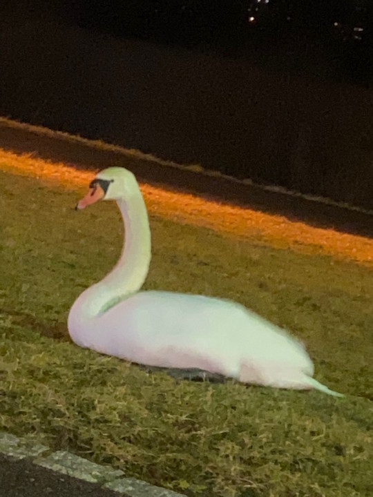 Polizei nimmt Schwan in Gewahrsam