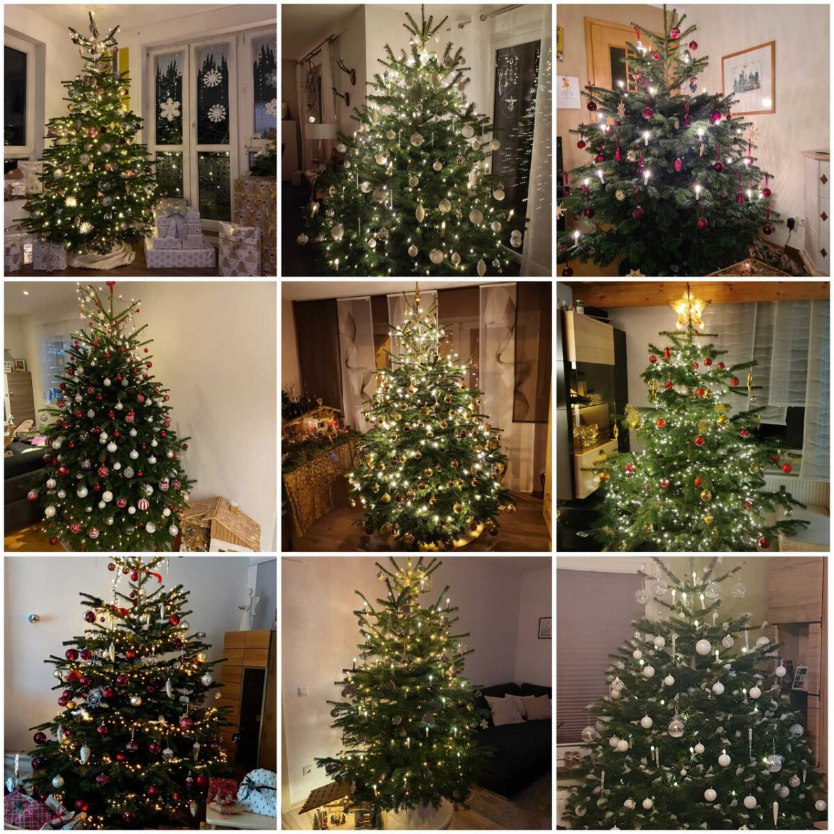 Jetzt abstimmen: Der schönste Christbaum der Nordoberpfalz