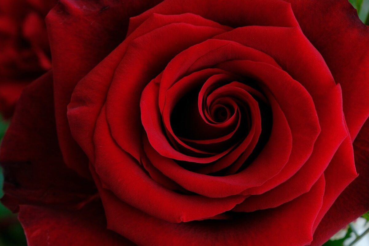 Die Einstellung der Nordoberpfalz zum Valentinstag eindeutig