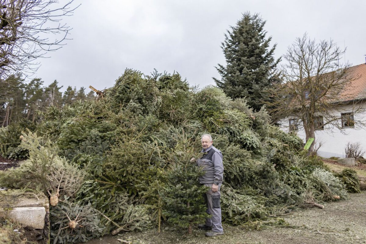 [Sonntagsfrage] Was machst du mit deinem alten Christbaum?